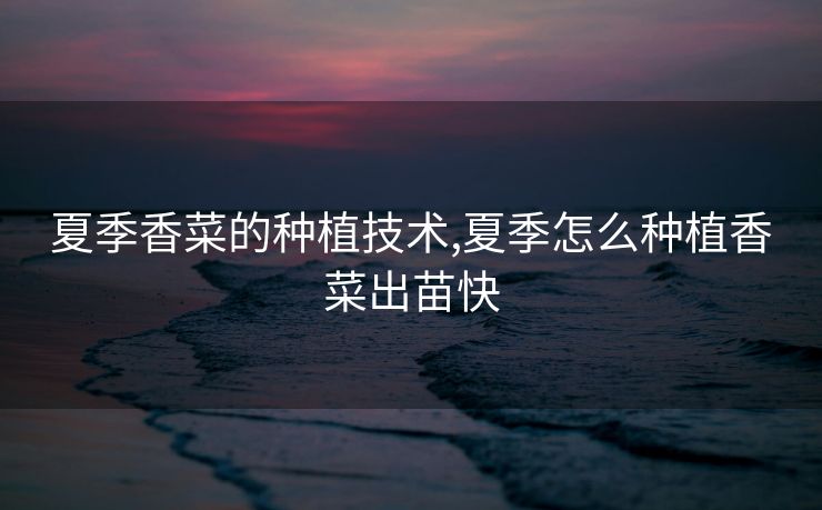 夏季香菜的种植技术,夏季怎么种植香菜出苗快