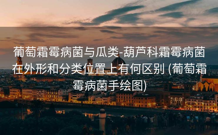 葡萄霜霉病菌与瓜类-葫芦科霜霉病菌在外形和分类位置上有何区别 (葡萄霜霉病菌手绘图)