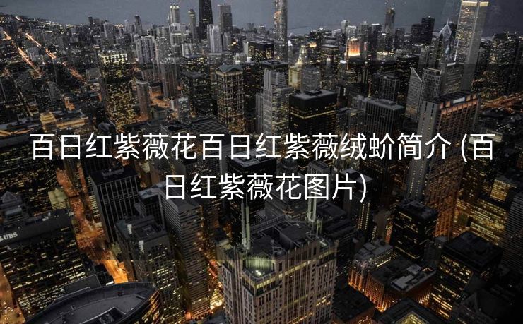 百日红紫薇花百日红紫薇绒蚧简介 (百日红紫薇花图片)