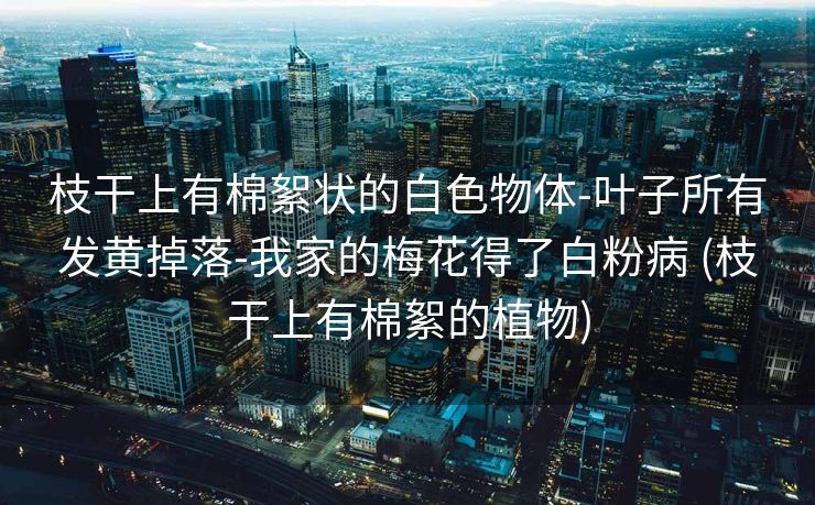 枝干上有棉絮状的白色物体-叶子所有发黄掉落-我家的梅花得了白粉病 (枝干上有棉絮的植物)