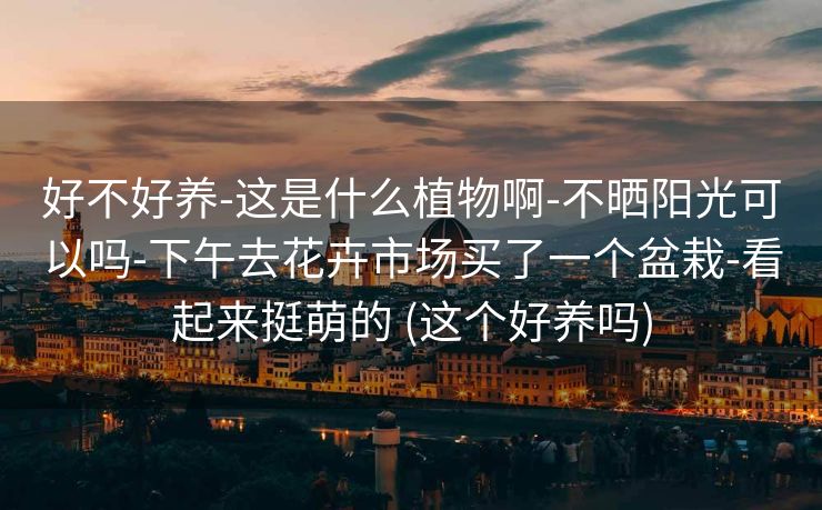 好不好养-这是什么植物啊-不晒阳光可以吗-下午去花卉市场买了一个盆栽-看起来挺萌的 (这个好养吗)