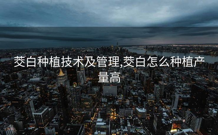 茭白种植技术及管理,茭白怎么种植产量高