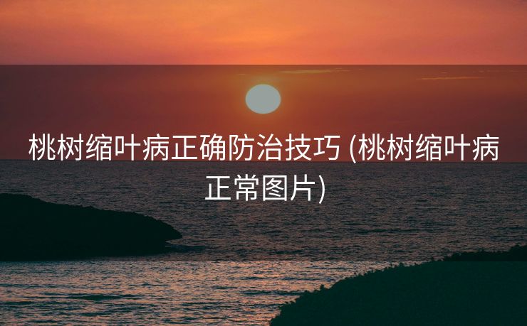 桃树缩叶病正确防治技巧 (桃树缩叶病正常图片)