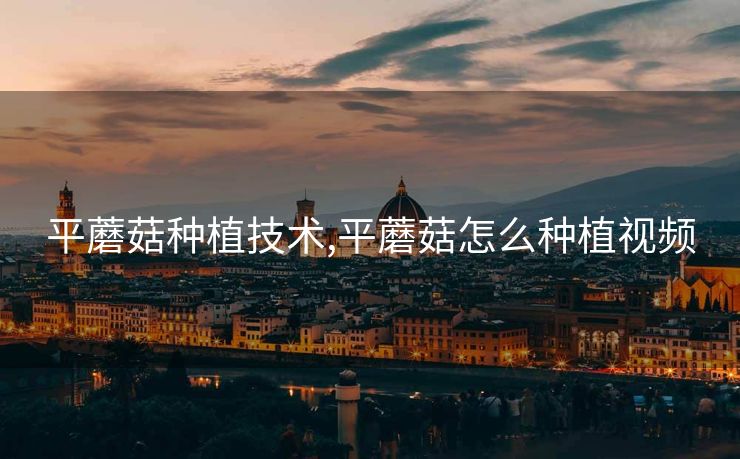 平蘑菇种植技术,平蘑菇怎么种植视频