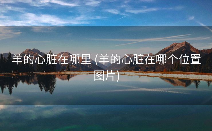 羊的心脏在哪里 (羊的心脏在哪个位置图片)