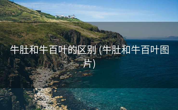 牛肚和牛百叶的区别 (牛肚和牛百叶图片)