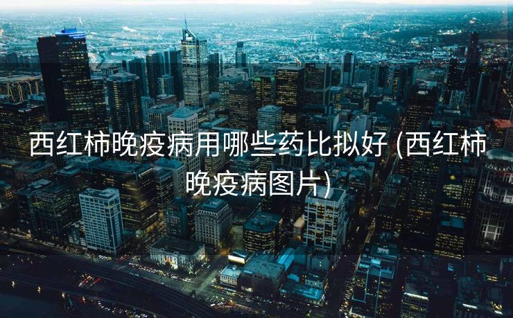 西红柿晚疫病用哪些药比拟好 (西红柿晚疫病图片)