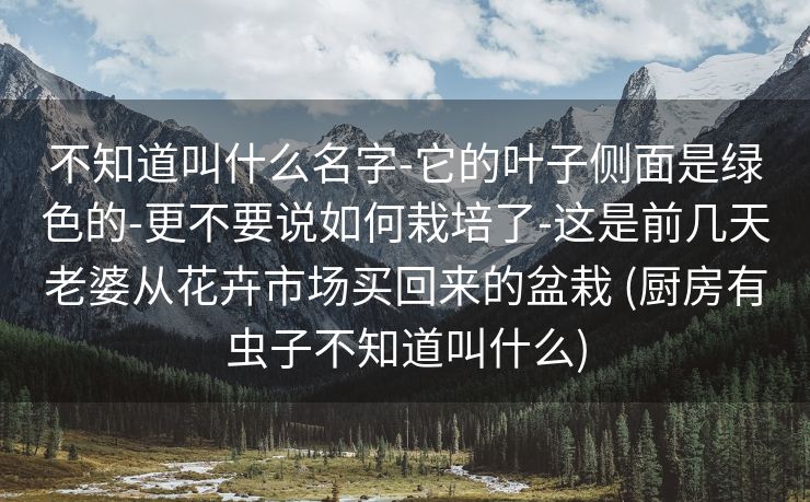 不知道叫什么名字-它的叶子侧面是绿色的-更不要说如何栽培了-这是前几天老婆从花卉市场买回来的盆栽 (厨房有虫子不知道叫什么)