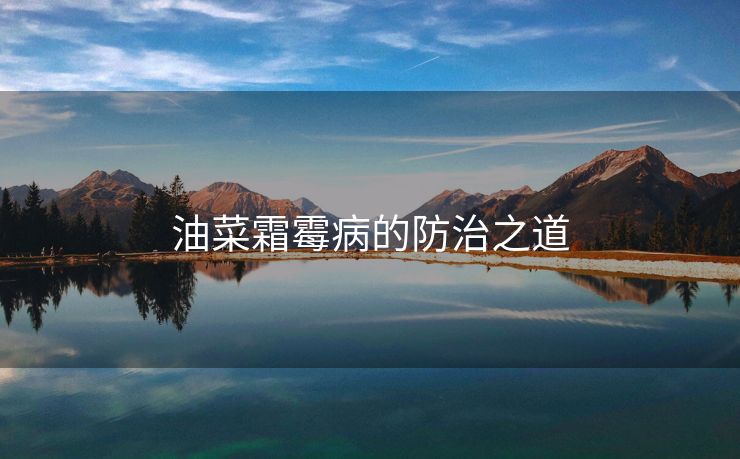 油菜霜霉病的防治之道