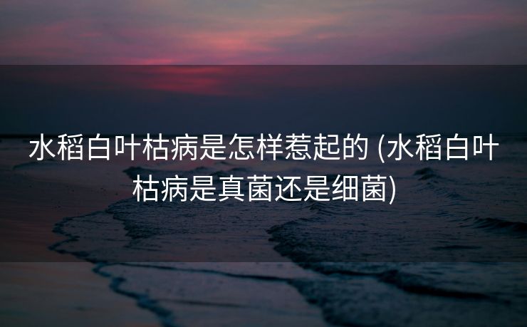 水稻白叶枯病是怎样惹起的 (水稻白叶枯病是真菌还是细菌)