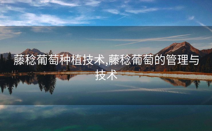 藤稔葡萄种植技术,藤稔葡萄的管理与技术